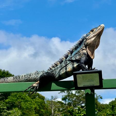 An Abundance Of Wildlife At Jungle Glory Home Abajo Мануэль-Антонио Экстерьер фото