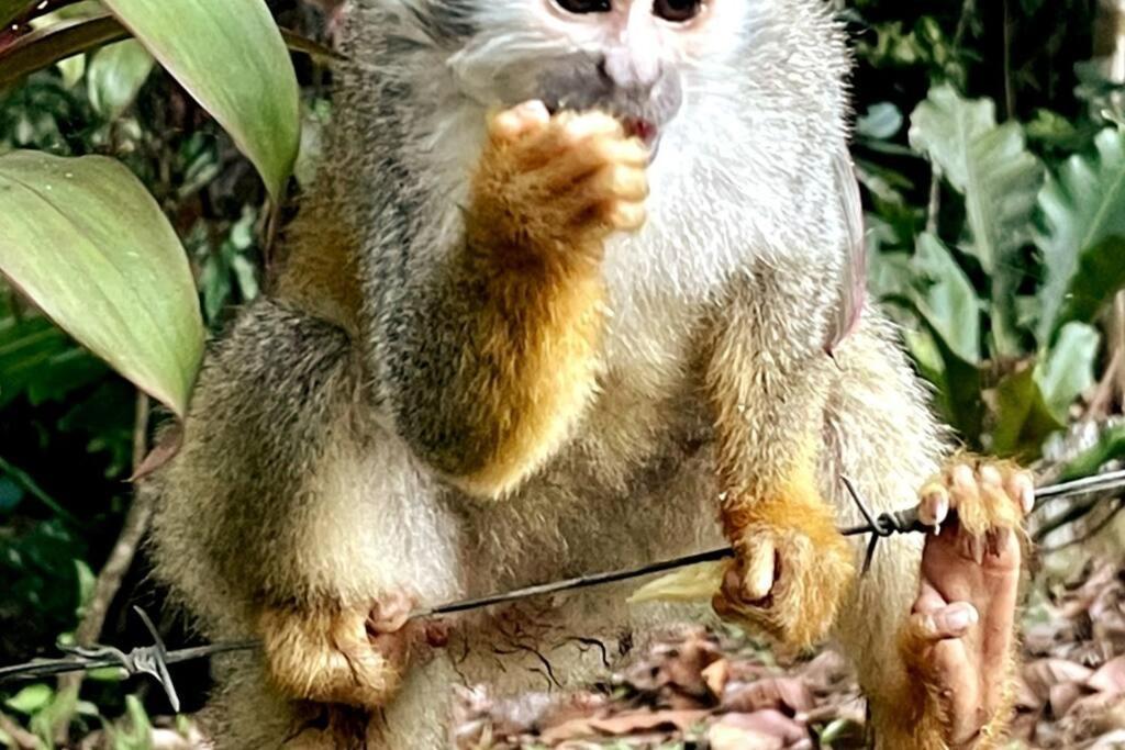 An Abundance Of Wildlife At Jungle Glory Home Abajo Мануэль-Антонио Экстерьер фото