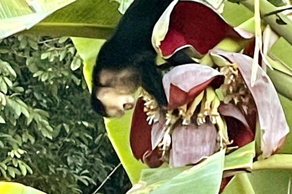 An Abundance Of Wildlife At Jungle Glory Home Abajo Мануэль-Антонио Экстерьер фото