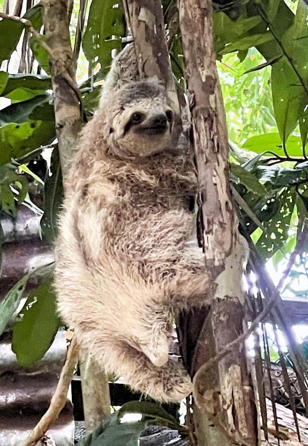 An Abundance Of Wildlife At Jungle Glory Home Abajo Мануэль-Антонио Экстерьер фото