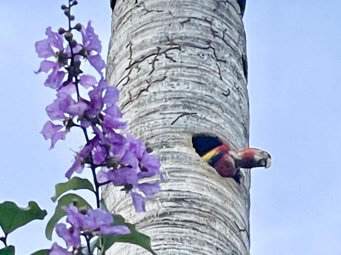 An Abundance Of Wildlife At Jungle Glory Home Abajo Мануэль-Антонио Экстерьер фото