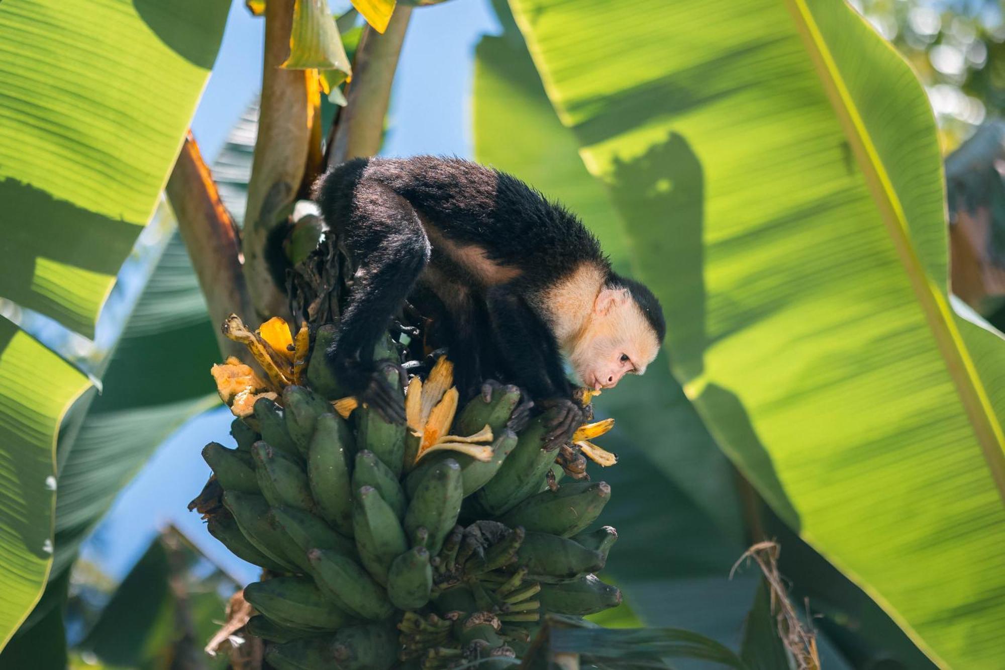 An Abundance Of Wildlife At Jungle Glory Home Abajo Мануэль-Антонио Экстерьер фото